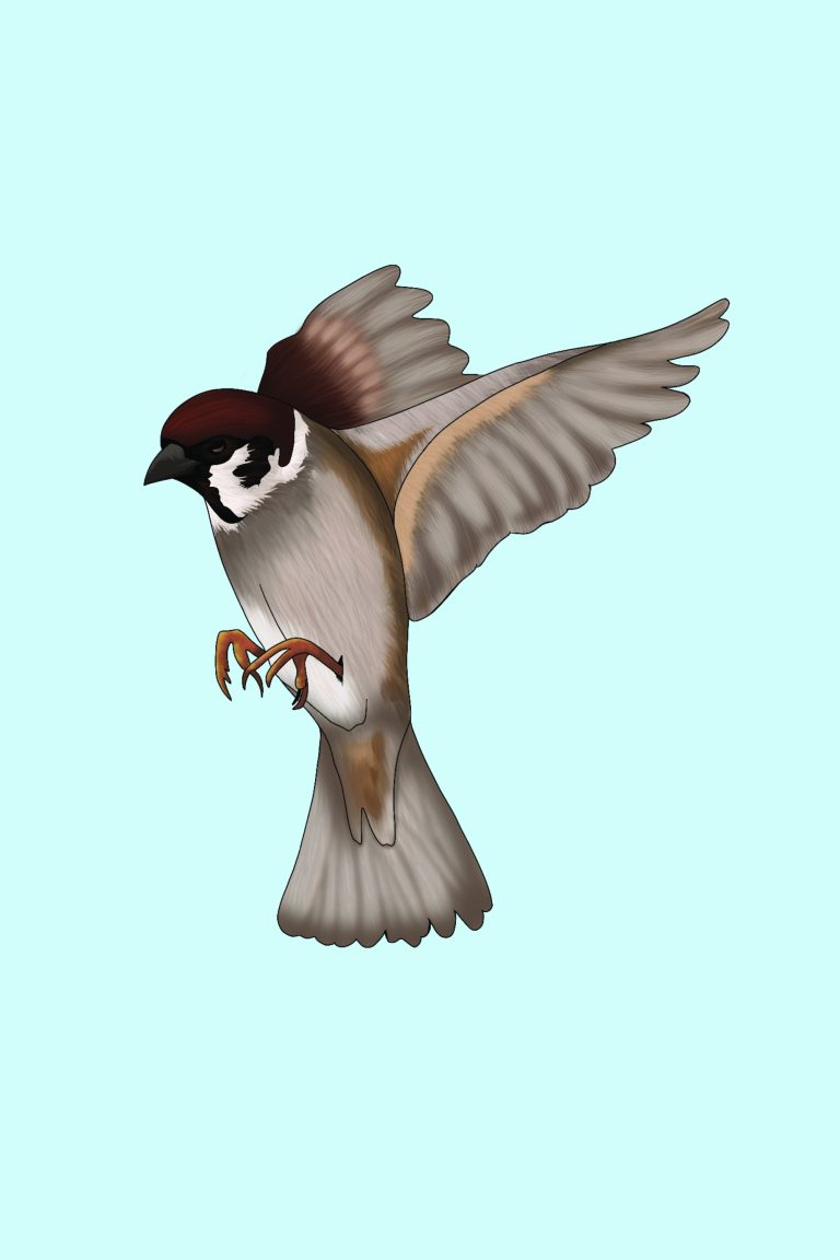 Bird m