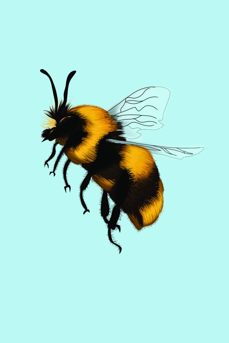 bee